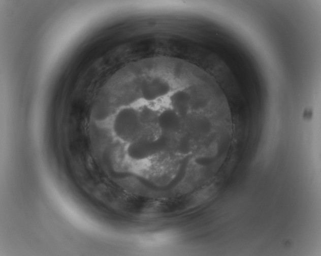 X0000112960765200908271116