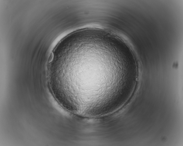 X0000112960808200908271115