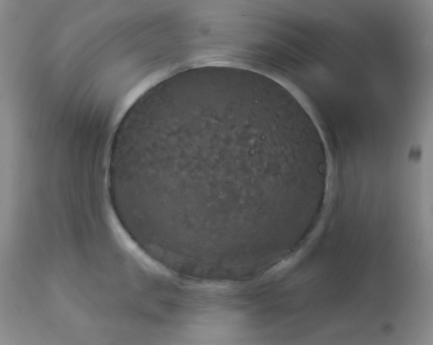 X0000112960957200908271113