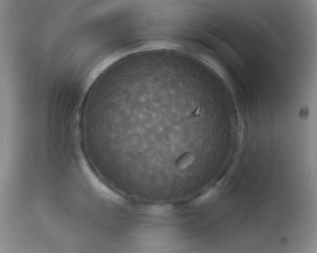 X0000112961055200908271111