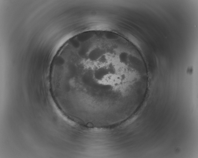 X0000112961087200908271110