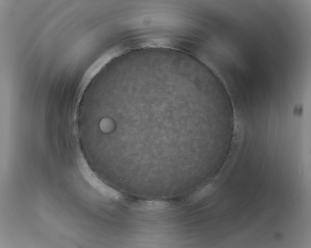 X0000112961090200908271110