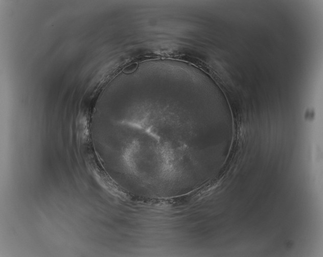 X0000112961106200908271109