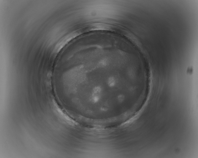 X0000112961121200908271109