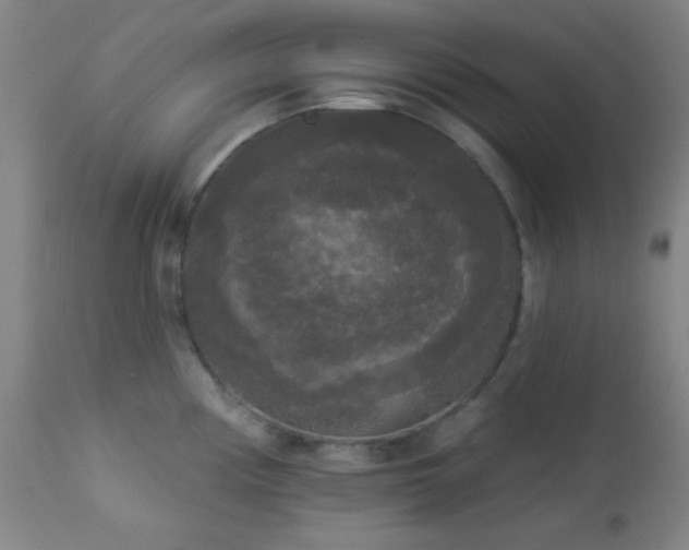 X0000112961194200908271108