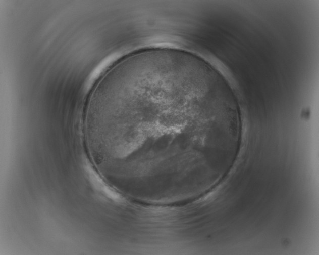 X0000112961240200908271108