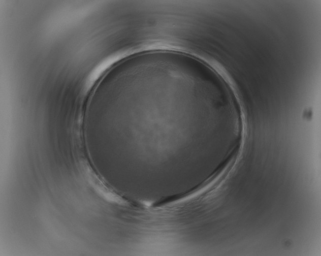 X0000112961246200908271108