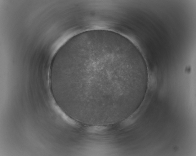 X0000112961294200908271107