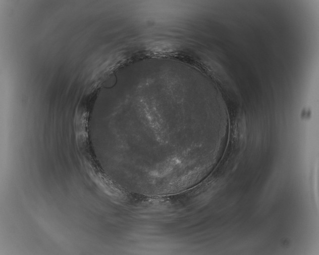 X0000112961346200908271106