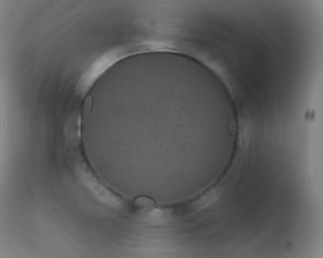 X0000112961365200908271106