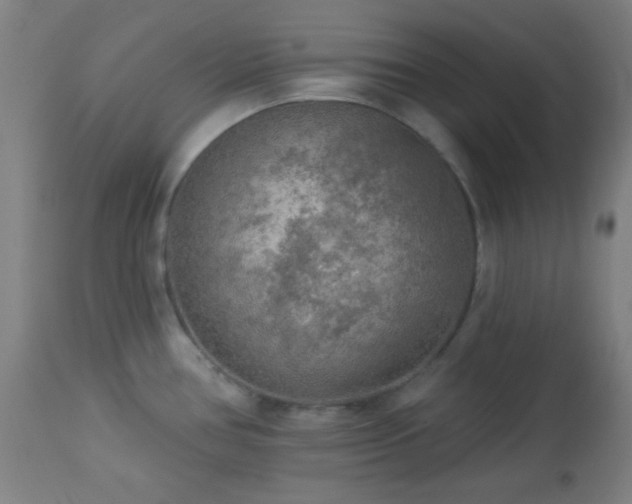 X0000112961386200908271106