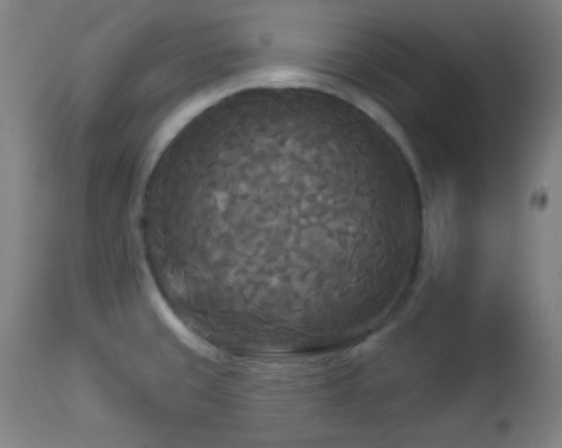 X0000112961429200908271105