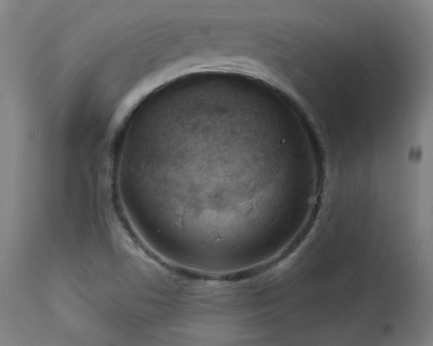 X0000112961506200908271103