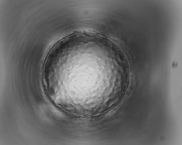 X0000112960049200909031031