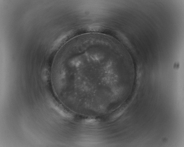 X0000112960161200909031030