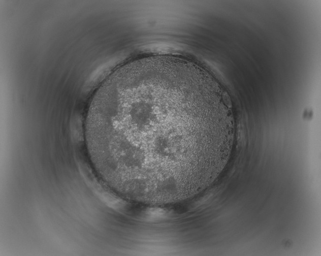 X0000112960453200909031025