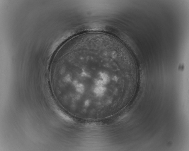 X0000112960721200909031021