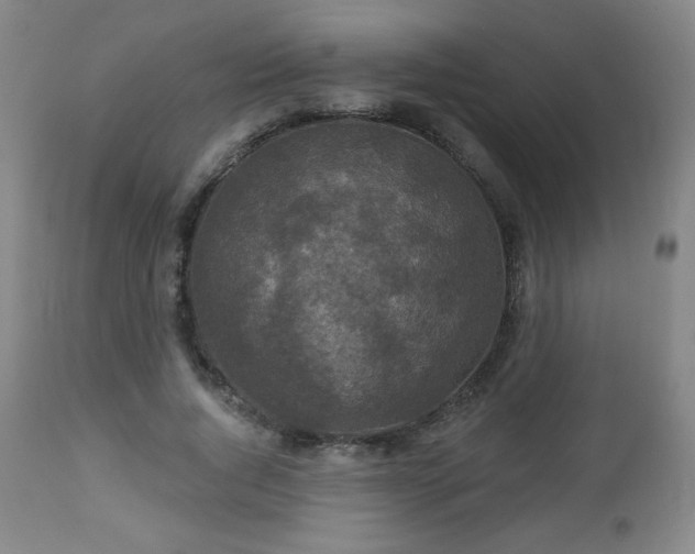 X0000112960736200909031021