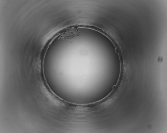 X0000112960981200909031017