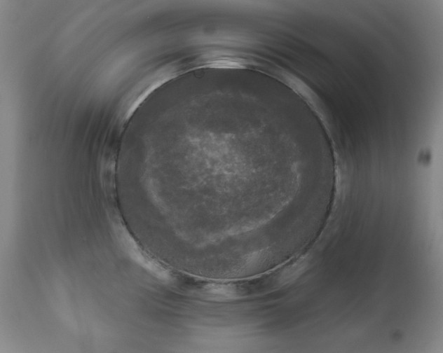 X0000112961194200909031014