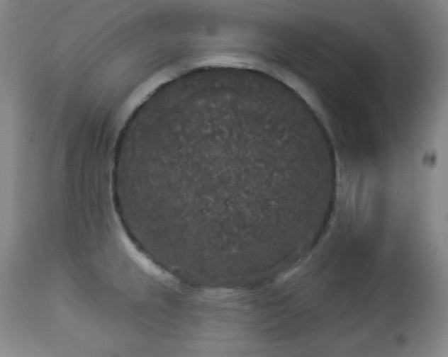 X0000112961237200909031014