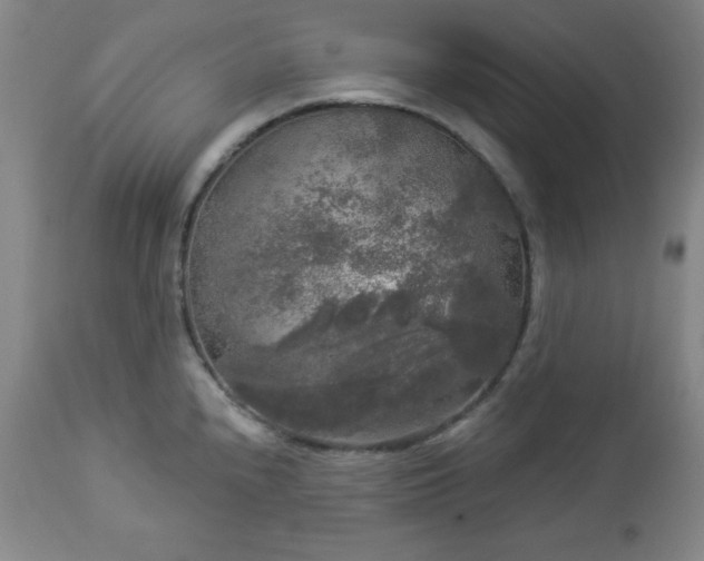 X0000112961240200909031014