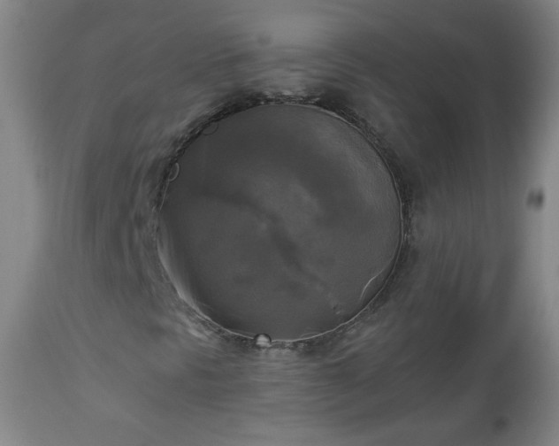 X0000112961297200909031012