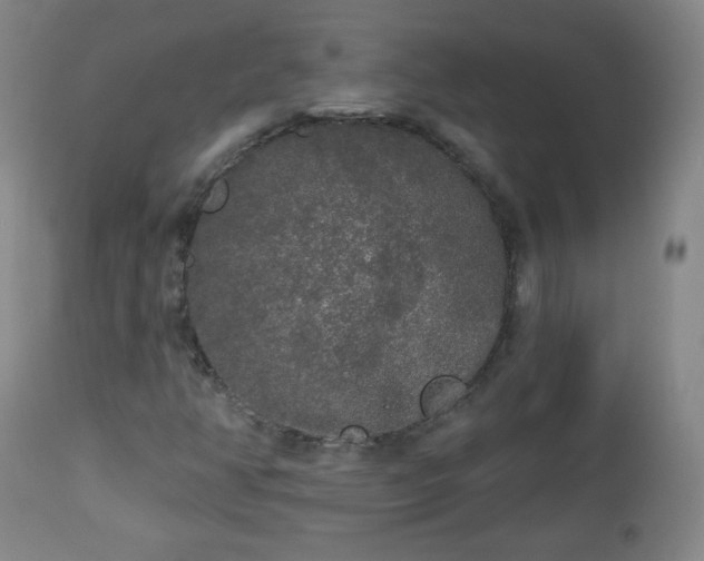 X0000112961350200909031012