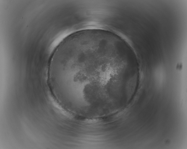 X0000112961415200909031010