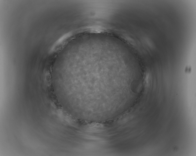 X0000112961446200909031010