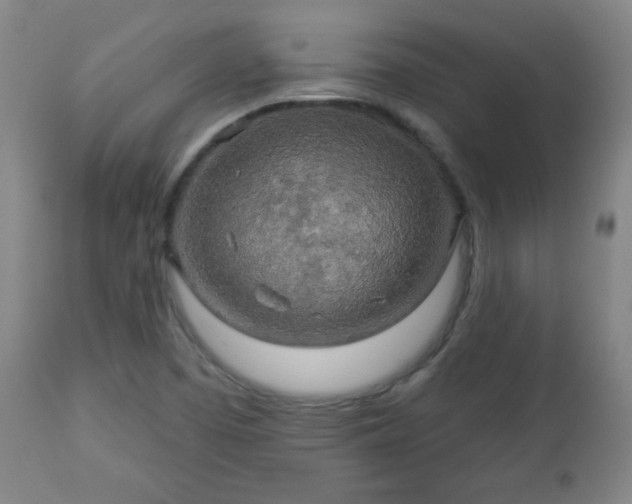 X0000112961457200909031010