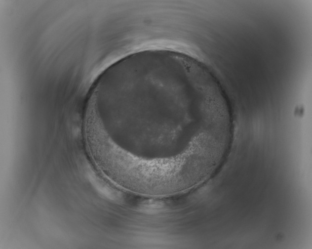 X0000112961505200909031009