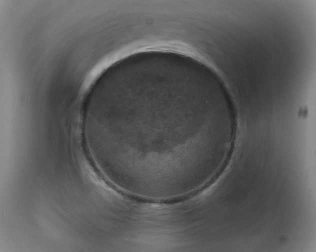 X0000112961506200909031009