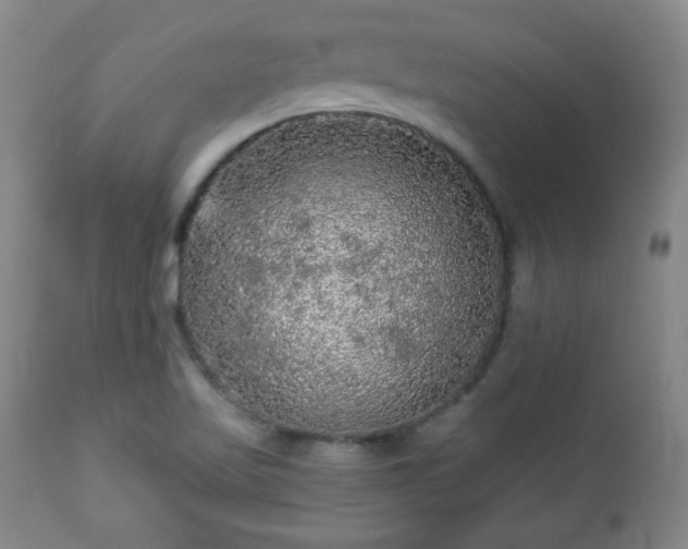 X0000112961509200909031009