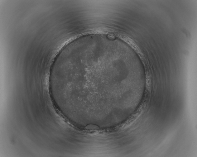 X0000112960434200909101635