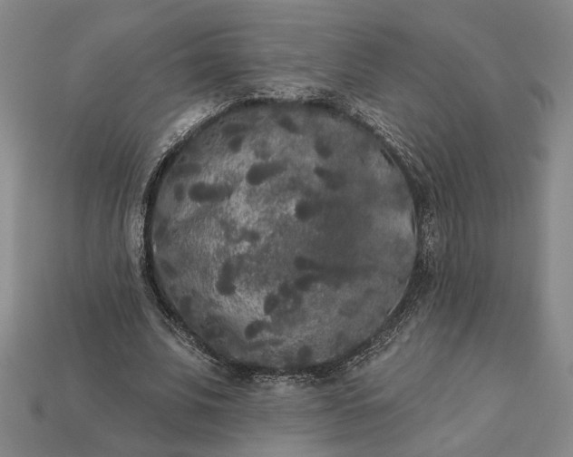 X0000112960679200909101633