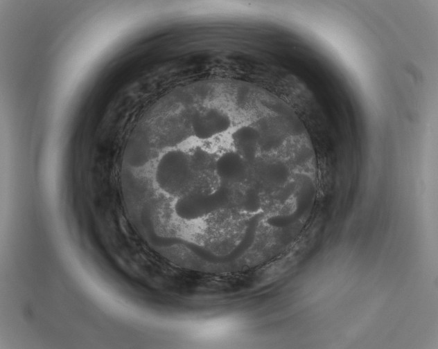 X0000112960765200909101632