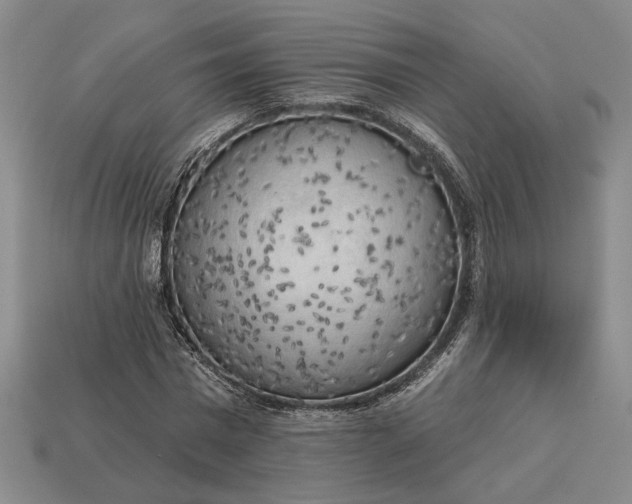 X0000112960777200909101632