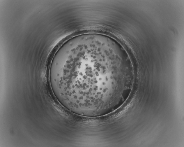 X0000112960830200909101630