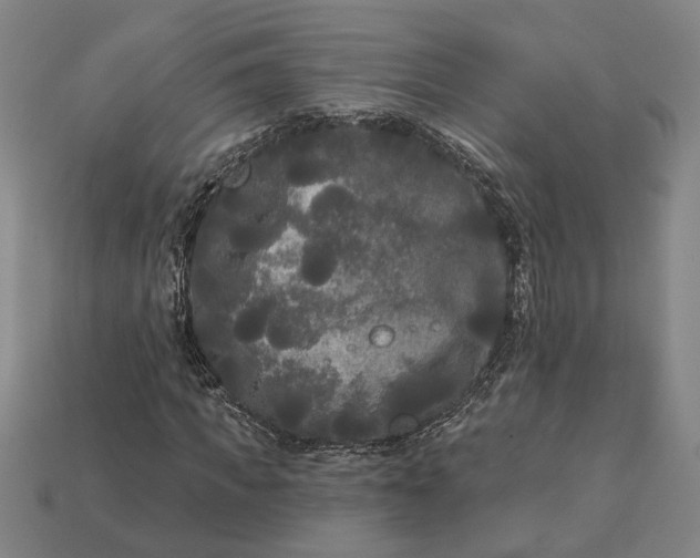 X0000112960917200909101629