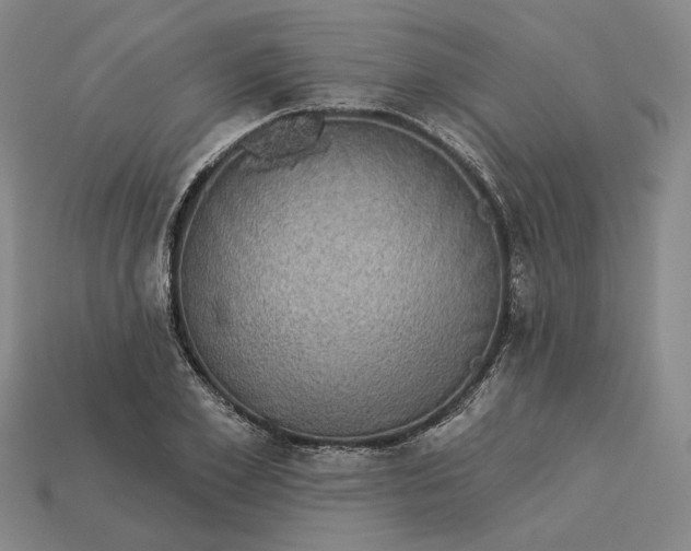 X0000112960981200909101629