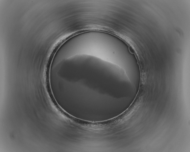 X0000112960995200909101629