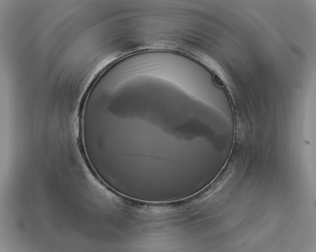 X0000112961095200909101627