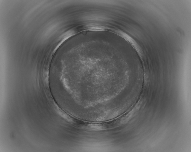 X0000112961194200909101626