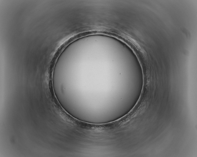 X0000112961264200909101625