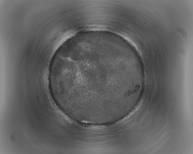 X0000112961325200909101625