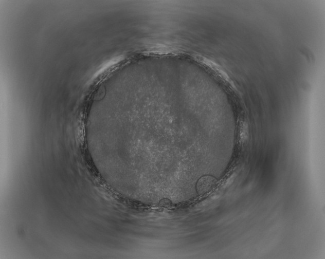 X0000112961350200909101624