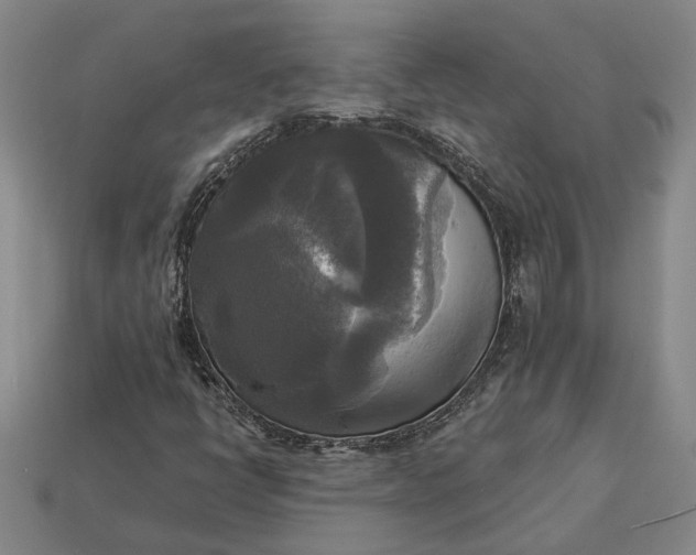 X0000112961398200909101623