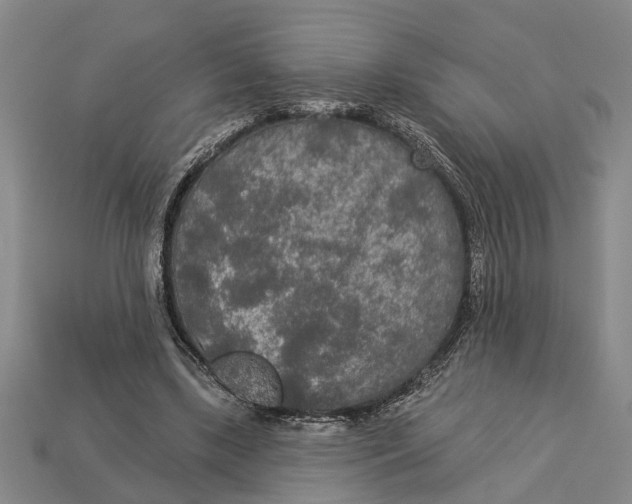 X0000112960443200909171301