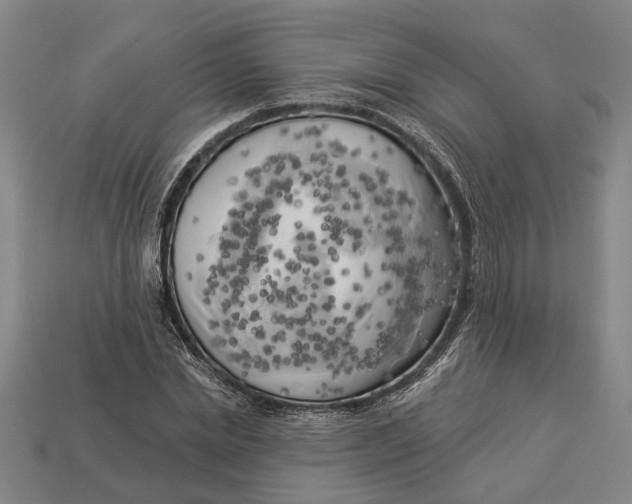 X0000112960830200909171256